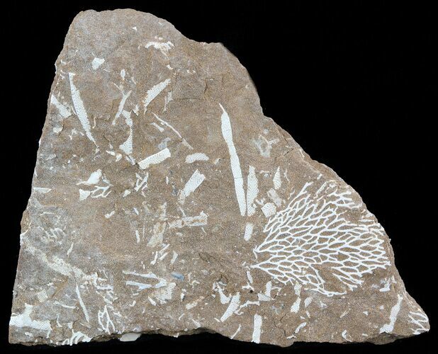 Ordovician Bryozoans (Chasmatopora) Plate - Estonia #49956